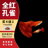 疯狂水草孔雀鱼活体水族宠物观赏鱼冷水耐活小型热带鱼淡水鱼苗 美国全红孔雀鱼【共6条】