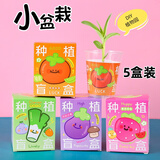 靓做儿童植物种植套装手工种植盲盒小盆栽幼儿园观察植物小学生种子 种植盲盒【5盒装】