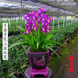 星雨香（XINGYUXIANG）超香 兰花 室内盆栽 花卉绿植 兰草植物兰花苗 紫水晶 1苗新手试养