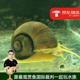 云峰海瑞 观赏螺水族活体缸壁除藻螺鱼缸除藻清淤活化床底 巨无霸螺6-7cm1只装