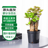 萌肉居圆叶福禄桐盆栽老桩观叶盆景金钱兜绿植花卉福禄桐原盆源头直发