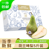 京鲜生 荷兰啤梨5斤礼盒装 软糯香甜 单果130g-170g 源头直发 一件包邮