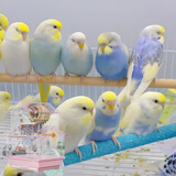 万宠汇 鸟活体虎皮鹦鹉笼养牡丹玄风活鸟学说话手养小太阳鹦鹉宠物鹦鹉 随机金彩虎皮2只+双层笼+饲料1斤