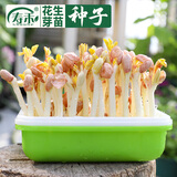 寿禾 芽菜种子萝卜四季秋冬季四季无土水培蔬菜豌豆芽 红花生芽种子 500g