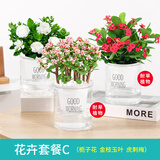 花翁花卉盆栽绿植【四季开花3盆】栀子花+金枝+虎刺梅源头直发