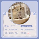 小仓鼠活体送笼子金丝熊银狐布丁紫仓次日达奶茶公婆奶牛熊活体 布丁 公