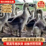 正宗狮头鹅苗纯种一斤汕头小狮头鹅活苗特大种潮汕狮头鹅成年幼苗 买8送2 发10只 每只1斤左右