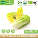 有机汇有机娃娃菜 有机蔬菜火锅涮菜 有机认证基地自种 新鲜采收无农残 2500g