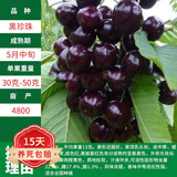 绿达当年结果美早樱桃树苗车厘子苗盆栽地栽烟台大果果树苗南北方种植 黑珍珠樱桃苗 三年苗(品种留言)