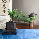 佰花锦六月雪盆景悬崖茶桌禅意室内窗台小绿植物办公室茶几摆件桌面盆栽 【送方底座】六月雪+pvc舍得盆+黑沙铺面 10-20cm