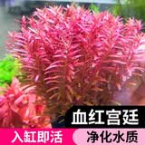 胜画红宫廷水草植物鱼缸造景增氧生态全套养鱼草水培植物和鱼共养绿植 红宫廷2盆【适合20cm以内缸】