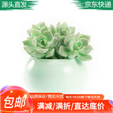 花琴多肉植物盆栽室内外花卉盆栽/2随机多肉+1随机陶瓷盆+1土源头直发
