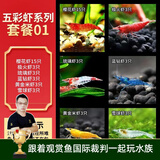 云峰海瑞鱼缸观赏虾 活体虾 鱼缸工具虾除藻 活虾  鱼缸除藻 除藻虾 【漂亮清洁虾】五彩虾系列套餐01