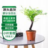 萌肉居小叶紫檀盆景老桩树花卉植物桌面绿植/黑骨茶紫檀原盆源头直发
