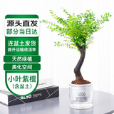 萌肉居名贵小叶紫檀盆景花卉植物盆栽小叶紫檀黑骨茶含早安盆源头直发