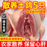 岽鲜 新鲜鸽子肉 新鲜冷冻农家老鸽子土鸽 煲汤烧烤食材 乳鸽生鲜 鸽子5只（每只净400g）