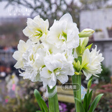 海蒂的花园旗舰店南非朱顶红进口重瓣种球室内阳台球根花卉植物保证对版种球 南非朱顶红阿弗雷22/24【26年新球】 12+