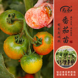 寿禾 蔬菜苗活苗带土发货大全菜苗种苗秋冬各种秧苗山东寿光苗子阳台 草莓番茄苗 6棵