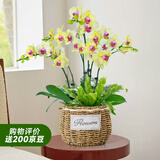 爱优尚蝴蝶兰带花苞盆栽秋冬兰花苗年宵花四季花卉植物黄竹室内源头直发