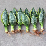 佰花锦金边虎皮兰盆栽好养常青绿植好养矮脚花卉室内客厅办公室耐旱 6颗精品金边虎皮兰裸根 整体高度约25-35cm