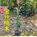 金丝楠木树苗四川正宗小叶桢楠大树名贵树苗庭院绿化盆栽四季常青 金丝楠30-40高，带土发货 其他