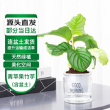 萌肉居贵货青苹果竹芋花卉小盆栽耐荫观叶植物青苹果竹芋早安盆源头直发