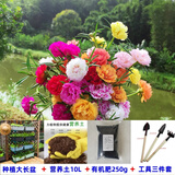 播种心情太阳花种子重瓣混色四季开花庭院阳台盆栽易活室内外 混色太阳花3万粒+大长盆+土+肥