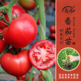 寿禾 蔬菜苗活苗带土发货大全菜苗种苗春夏各种秧苗山东寿光苗子阳台 [多汁]大红番茄苗6棵
