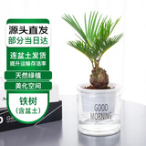 萌肉居小铁树盆栽苏铁植物凤尾蕉耐寒喜阳绿植小铁树+早安盆源头直发