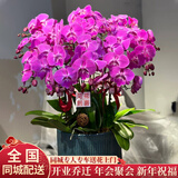 植伴蝴蝶兰盆栽乔迁开业商务庆典鲜花速递同城室内植物花卉上海配送花 烟火年年--6株蝴蝶兰盆栽（花盆类似）