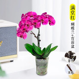 爱你一万年蝴蝶兰花苗带花剑带花苞盆栽兰花大苗客厅室内植物花卉四季好养活 【带花发货】满堂红蝴蝶兰 赠送：支架+夹子