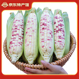 粤品广西花白糯玉米2025新鲜现摘甜粘黏香带皮黑玉米棒整箱蔬菜苞谷 花糯玉米5斤
