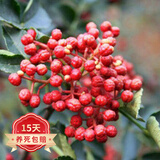 欧悟 花椒树苗 麻椒花椒苗藤椒庭院阳台盆栽地栽果树苗南北方种植苗木 大红袍 四年苗（当年结果）