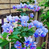 稀有三角梅新品四季开花幼苗盆栽阳台好养花 精灵【包对版成活+肥料】 八年生枝条扦插成活【花开满树】