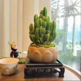 创享绿洲禅意莲花盆万重山仙人掌多肉植物花卉绿植盆栽阳台四季好养易活 万重山莲花盆+苔藓+方底座
