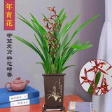 玫绚高品质  爆盆 （大凤素 带花苞）年宵花  四季开花 花香 室内兰花 墨兰7-9个苗带5-8个花苞 古风盆土+底座
