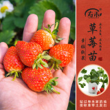 寿禾草莓苗带土发货大苗寿禾苗场四季带盆栽好春夏批发奶油秧苗 【甜宝】章姬草莓苗 1盆
