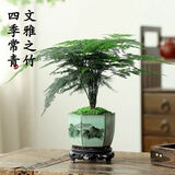 佰花锦新中式文竹桌面盆栽绿植办公室客厅盆景茶台卧室好养绿植花卉植物 【送圆底座】文竹+陶瓷山水盆+苔藓铺面 20-30cm