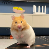 家养金丝熊小仓鼠精选虎纹眼圈奶牛熊米熊仓鼠活体宠物巨型苍鼠 金丝熊 公