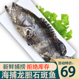 蝶岛船说 东山岛冷冻石斑鱼 深海龙胆石斑鱼 海捕珍珠斑 海鲜水产 500g-600g/条 共两条