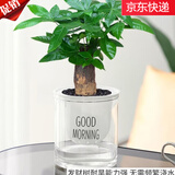萌肉居发财树盆栽花卉绿植水培土培观赏植物/发财树+早安盆源头直发