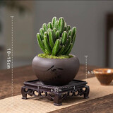 创享绿洲禅意莲花盆万重山仙人掌多肉植物花卉绿植盆栽阳台四季好养易活 万重山舍得盆+苔藓+方底座