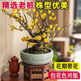 行湘黄梅腊梅花绿植盆栽花卉地栽盆景 2-2.5公分粗(不含盆）源头直发