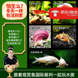 云峰海瑞黑壳虾清洁虾观赏虾 鱼缸水族箱水草缸清洁除藻淡水 虾螺蟹鱼清洁套餐