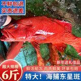 沃鲜客（woxianke）东星斑海鲜速冻深海捕6斤超特大燕尾斑石斑鱼年货送礼海鲜大礼包 【活冻】东星斑2.9-3.1斤/条