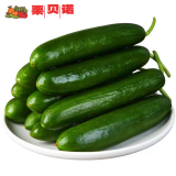 京地达栗贝诺水果小黄瓜 净重3斤 单果约40克蔬菜源头直发包邮