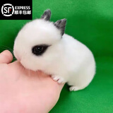 梦茜儿（MEXEMINA）兔子活物侏儒兔凤眼小型茶杯兔长不大不咬人宠物荷兰垂耳兔子活体 熊猫侏儒兔【公母可选】