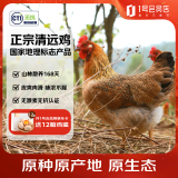 1号会员店 纯种无抗清远鸡 生态散养168天供港土鸡走地鸡鸡肉 900g