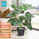 匠心绽放大叶绿箩白纹仿真盆栽绿植盆景客厅室内植物装饰65CM高含盆20217