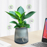 佰花锦绿公主金钻盆栽办公室内招财植物吸甲醛好养净化空气绿植花卉盆景 金钻+繁星懒人吸水盆 整体高度15-25cm